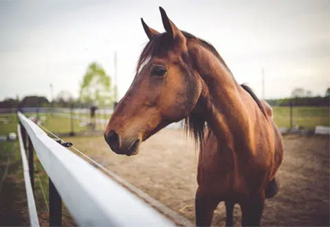 Horseback Riding Camp for Boys